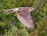 Hawk In Flight_29713